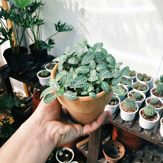 Why Every French Balcony Needs a Planter