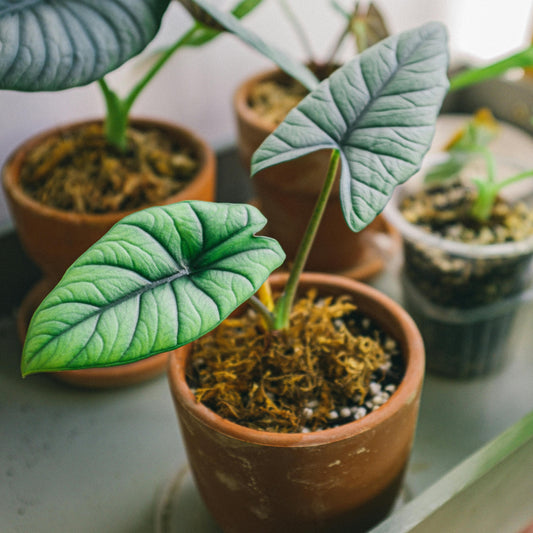 Terracotta vs. Ceramic Planters – Which One is Right for You?