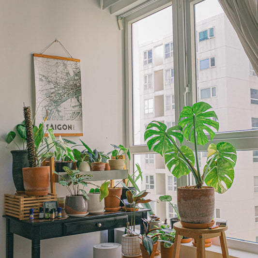 The Psychology of Plants: Why Planters Improve Mood