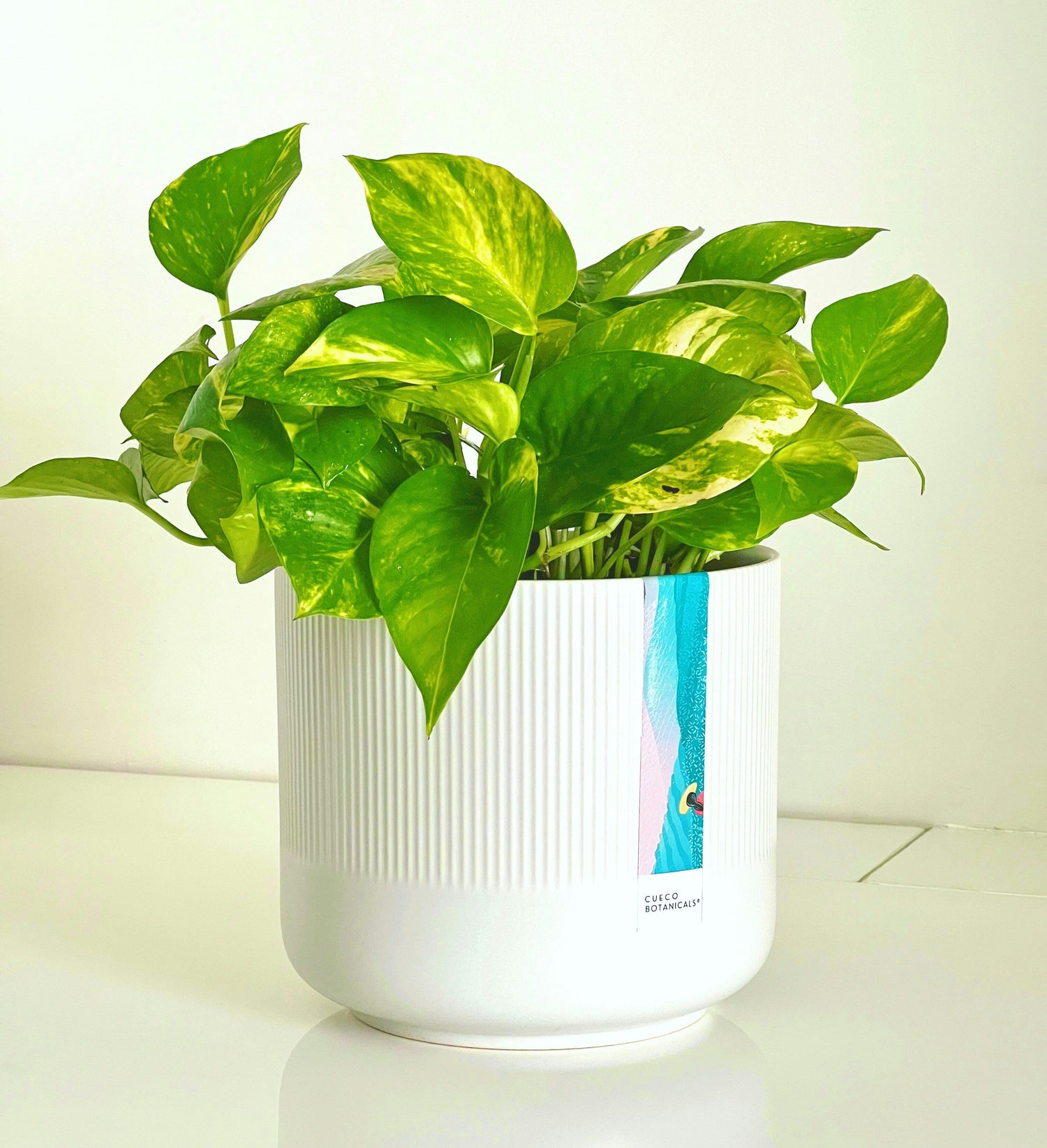 Plastic Pots & Planters